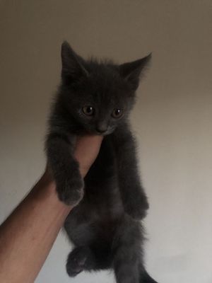 Продаются котята
