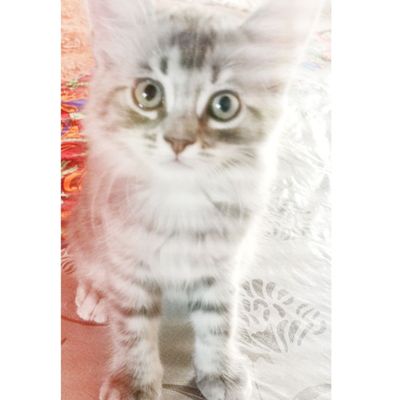 Мушук Шиншилла. 2 ойлик