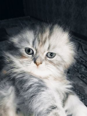 Продаются Шотланские вислоухие котята