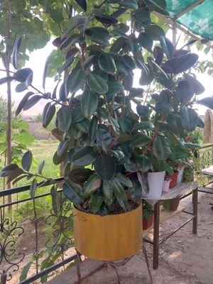 qora shag‘zoda gul