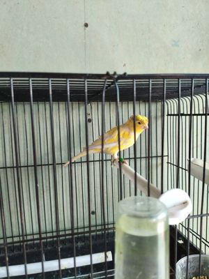 Kanareyka nar limon chubatiy