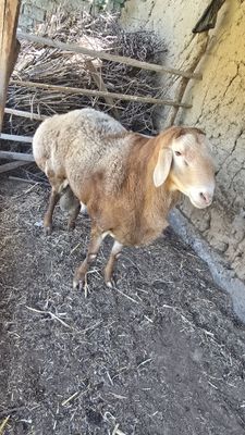 Kotta qoy sotiladi