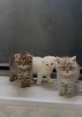 Scottish fold shinshilla