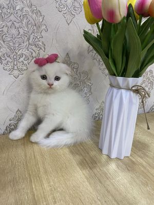 Скотиш фолд мальчик,девачка