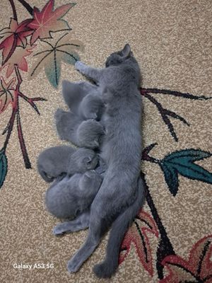 Продаются котята