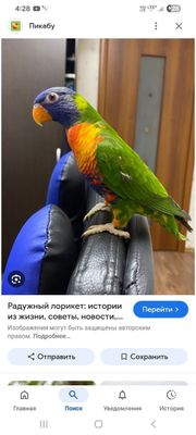 Радужный лорикет