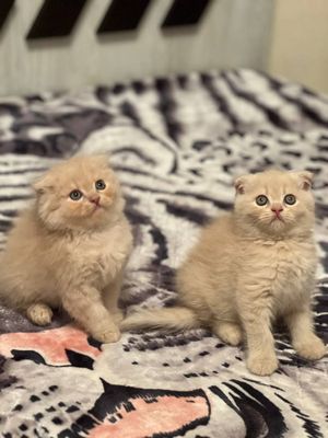 Продаются котята на бронь родились