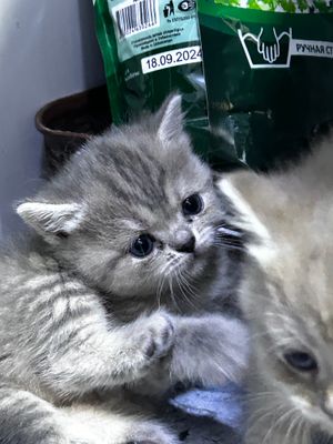 Скотиш страит Девочка