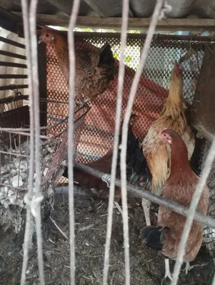 Damashni tovuq va xo'roz sotiladi