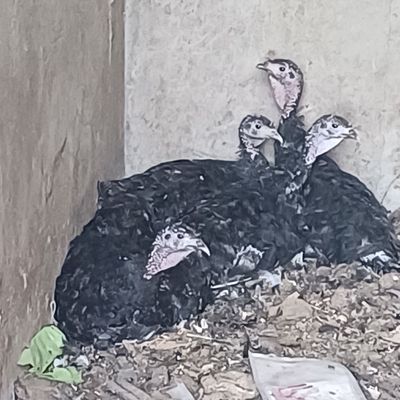 Kurk kurkalar sotiladi