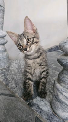 домашние котята, отдам в хорошие руки