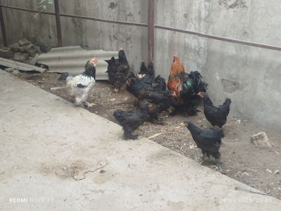 Damashniy brama tovuqlar sotiladi