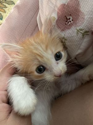 Котенок девочкаа