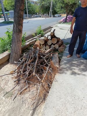 Ўтин, қуриган сосна кесилган