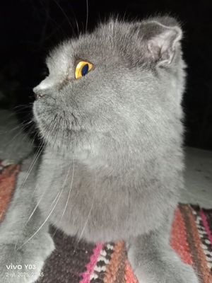 Mushuk sotiladii