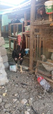 Дакан хўрозлар сотилади