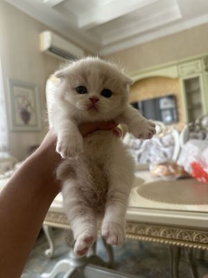 Котенок Скоттиш Фолд кремовый Шиншилла