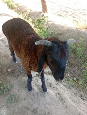 Zottor qòy tagi toza