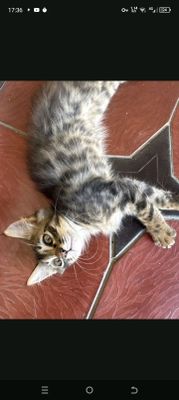 кошка