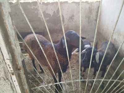 Qo'y qozilar sogliqlar sotiladi