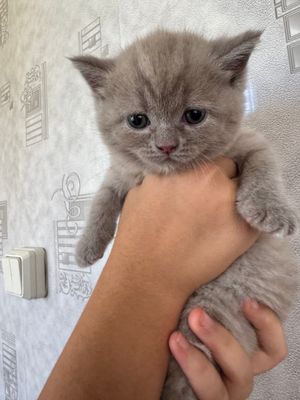 Продаются породистые котята скоттиш Фолд и страйт