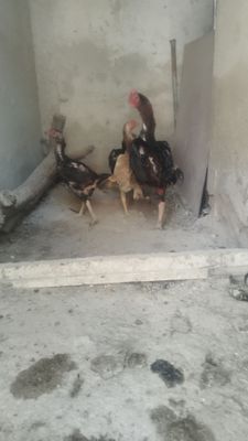 Кулангилар сотилади