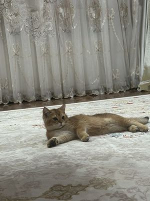 Mushuk bolalari Sotiladi Britasnskiy shinshila
