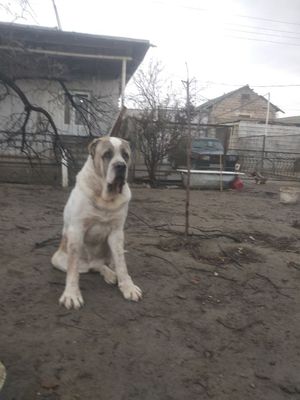 Buldozer alabay sotiladi erkak zotga