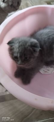 Очаровательные Котята Скоттиш фолдики