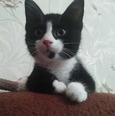 Кот. Котёнок. Мальчик. 4 месяца. Домашний.