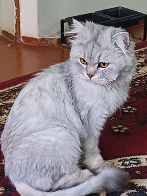 Вязка Чисто кровный кот