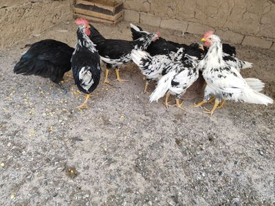 Xoʻrozchalar Leggorn Dalmatin