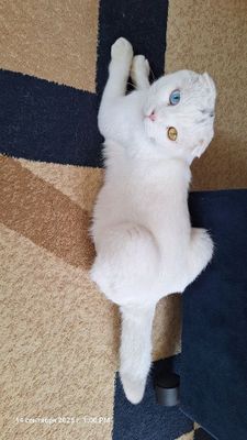 Котенок годик послушны