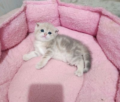 Продаётся чистокровный мальчик шотландский скоттиш-фолд