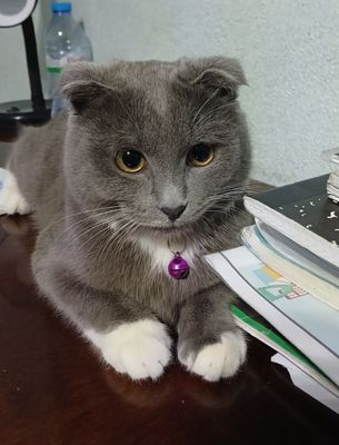 Зотли мушук сотилади