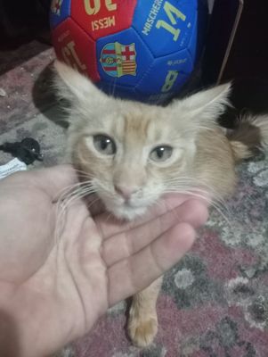 Продаются кошки породистые