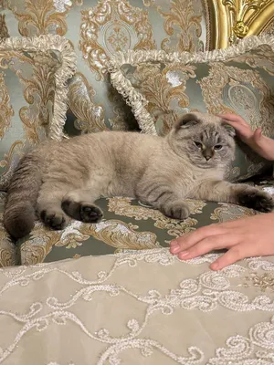 Продается кот полтора года скоттиш фолд