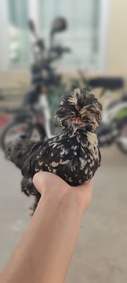 Koreyskiy tovuqlar