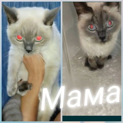 Продам сиамских котят