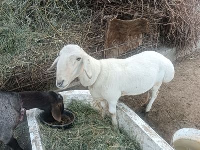 2 та Кучкор ва она бола казоки куй сотилади.