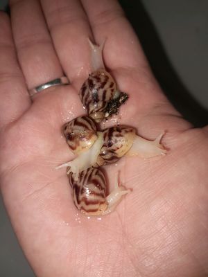 Axatina retikulyata albinoz(1-1.5-2-2.5sm)