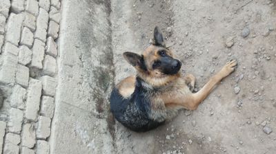 Ovcharka zotdor it