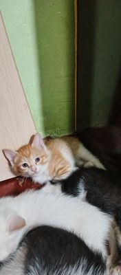Отдам даром в хорошие руки.