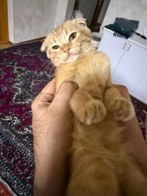 Котенок продаётся