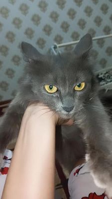 Британская кошка