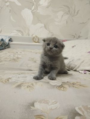Продам котенка скотиш фолд