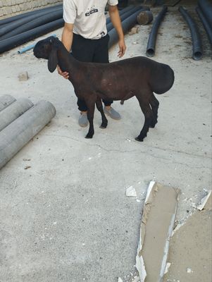 Qochqor qozila sotiladi