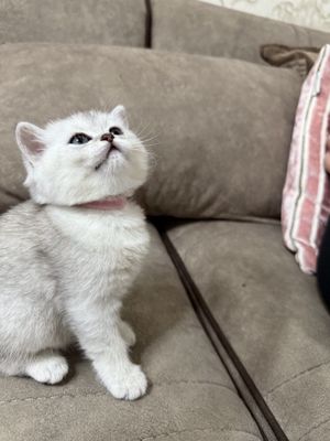Продаётся котёнок Серебристая шиншилла