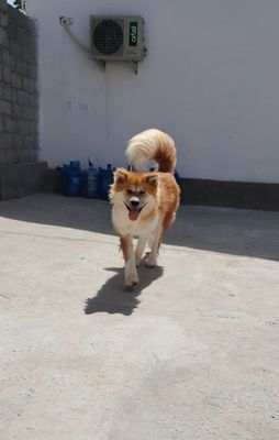 Akita inu toza qon