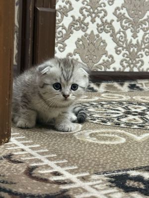 Shinshilla mushuk sotladi